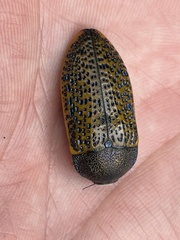 Stigmodera macularia