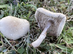 Leucoagaricus leucothites