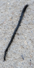 Oligochaeta