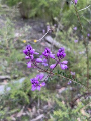 Comesperma