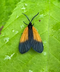 Pyromorpha dimidiata