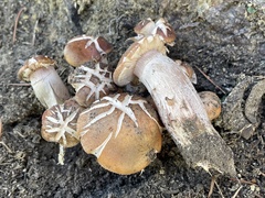 Armillaria mellea