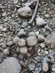 Mammillaria haageana