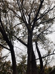 Populus × canescens