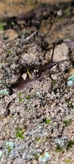 Helicarion cuvieri