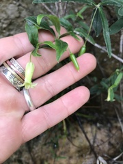 Billardiera scandens