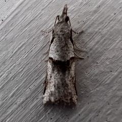 Harmologa amplexana