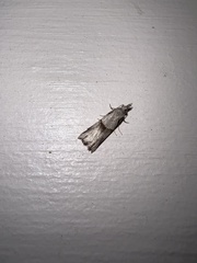 Harmologa amplexana