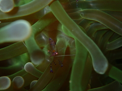 Ancylomenes sarasvati