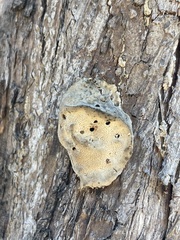 Trametes