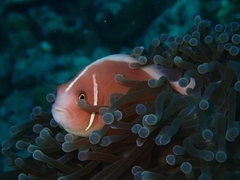 Amphiprion perideraion