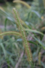 Setaria pumila