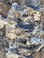 Trametes