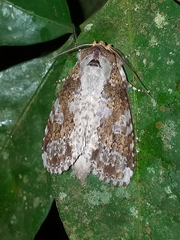 Disphragis