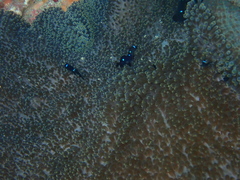 Stichodactyla mertensii