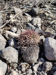 Mammillaria carnea