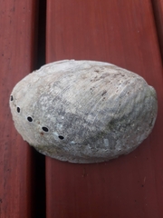 Haliotis australis