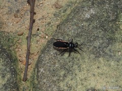 Ectrychotes andreae