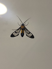 Gymnelia