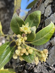 Lauraceae