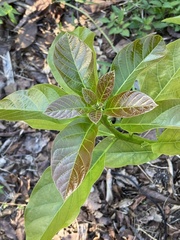 Persea americana