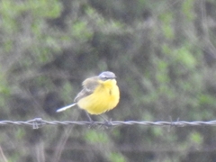 Motacilla flava flava