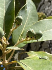 Lauraceae