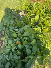 Capsicum annuum annuum