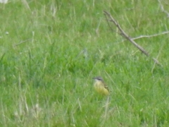 Motacilla flava flava