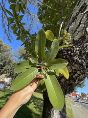 Lauraceae