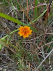 Tagetes tenuifolia