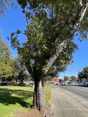 Lauraceae