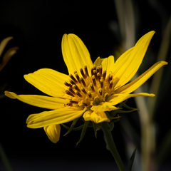 Helianthus californicus