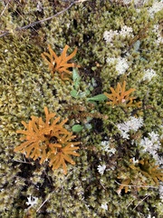 Austrolycopodium fastigiatum