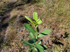Asimina reticulata
