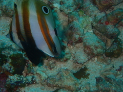 Coradion melanopus
