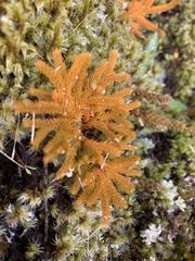 Austrolycopodium fastigiatum