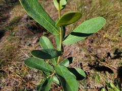 Asimina reticulata