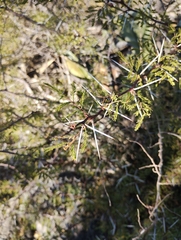 Vachellia constricta