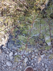 Vachellia constricta