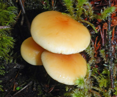 Hypholoma capnoides