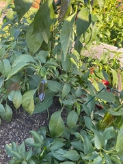 Capsicum annuum annuum