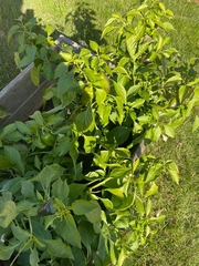 Capsicum annuum annuum