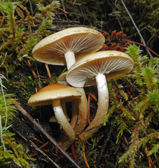 Hypholoma capnoides