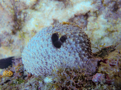Ircinia felix