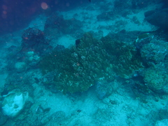 Montipora confusa
