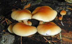 Hypholoma capnoides