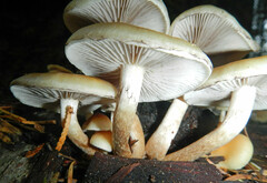 Hypholoma capnoides