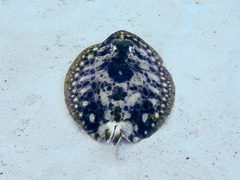 Urobatis jamaicensis