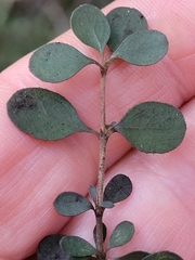 Coprosma ciliata